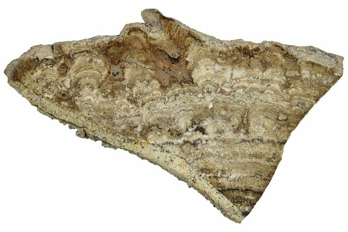 Polished Miocene Stromatolite (Chlorellopsis) - Crimea #316701